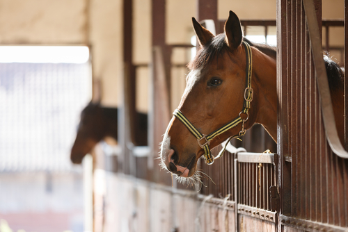 Choosing the Right Horse Boarding Facility in Arizona: What to Look For