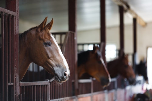 Horse Boarding in Arizona: What You Need to Know Before Committing