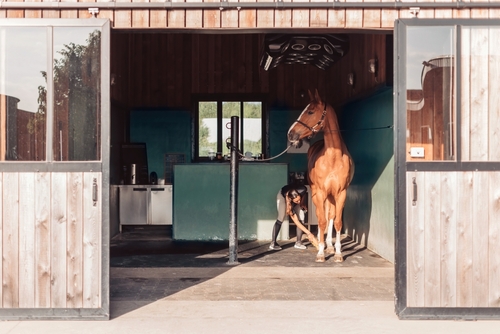 The Benefits of Premium Horse Boarding in Arizona: Is It Worth the Cost?