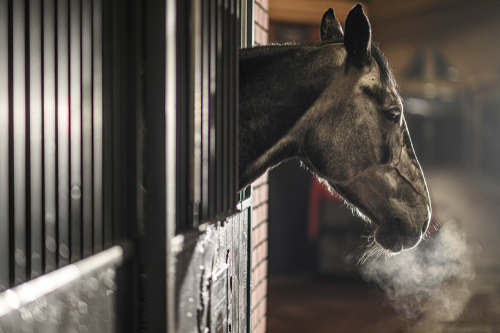 Summer Horse Care in Arizona: How Boarding Facilities Keep Horses Safe in the Heat