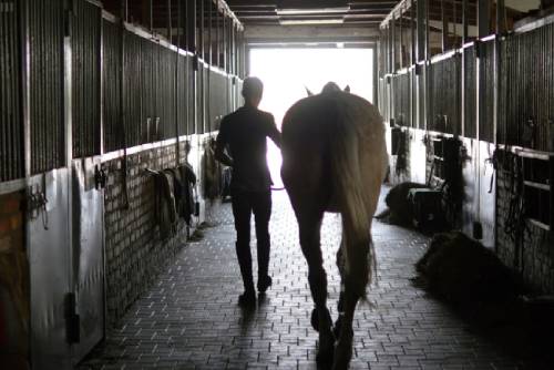 Top 5 Things to Look for in a Horse Boarding Facility in Arizona